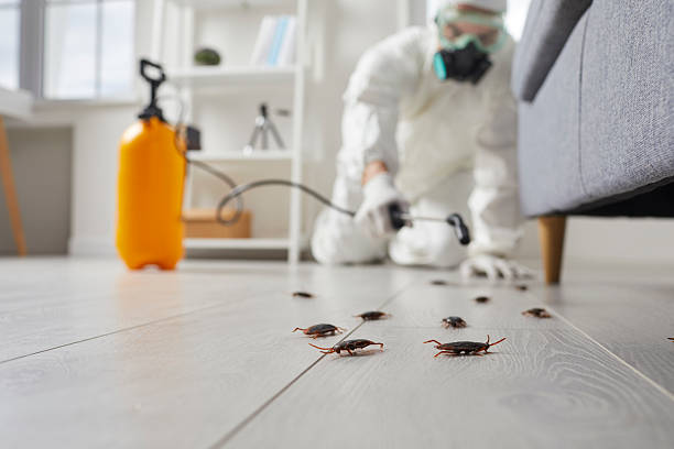Commercial Rodent Management in Embreeville